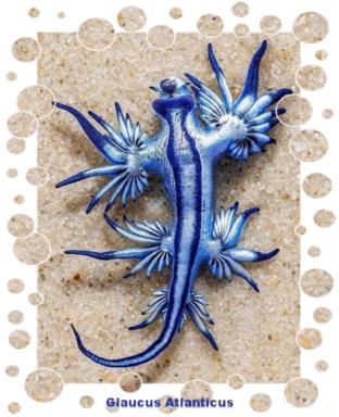 Glaucus Atlanticus